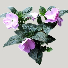 ͼʦģֲģȫ20221968