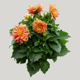 ͼʦģֲģȫ20221105