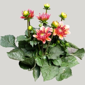 ͼʦģֲģȫ20221402