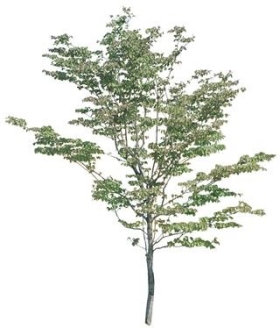720úMtree03