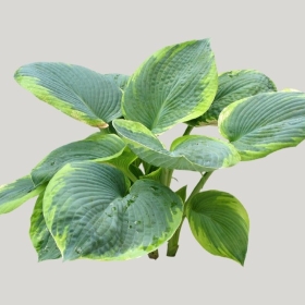 ͼʦģֲģȫ20221649