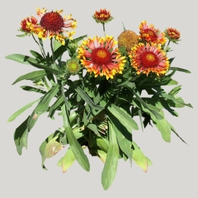 ͼʦģֲģȫ20221700