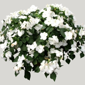 ͼʦģֲģȫ20221693