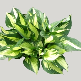 ͼʦģֲģȫ20221625