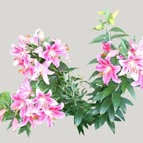 ͼʦģֲģȫ20222035