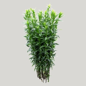 ͼʦģֲģȫ20221405