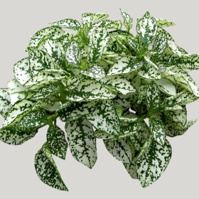 ͼʦģֲģȫ20222220