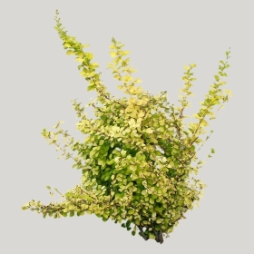 ͼʦģֲģȫ20221532