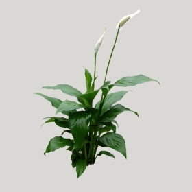 ͼʦģֲģȫ20222096