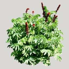 ͼʦģֲģȫ20221615