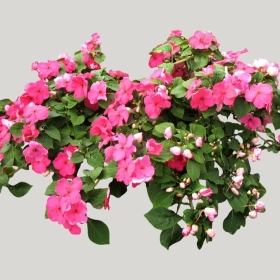 ͼʦģֲģȫ20221686