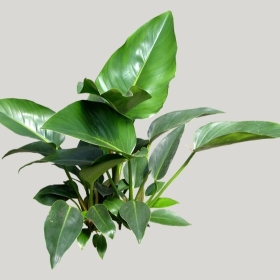 ͼʦģֲģȫ20222153