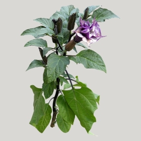 ͼʦģֲģȫ20221044