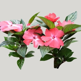 ͼʦģֲģȫ20221979