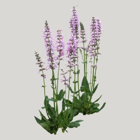 ͼʦģֲģȫ20221422