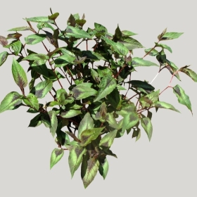 ͼʦģֲģȫ20221776