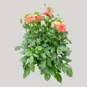 ͼʦģֲģȫ20221106