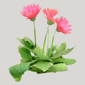 ͼʦģֲģȫ20221463