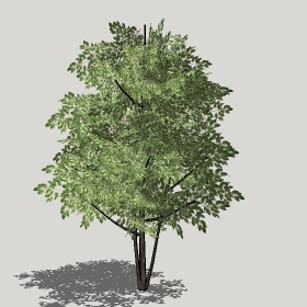 ͼʦģֲģȫ20221271