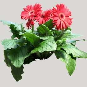 ͼʦģֲģȫ20221466