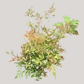 ͼʦģֲģȫ20221162