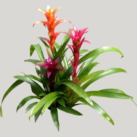 ͼʦģֲģȫ20221568