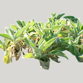 ͼʦģֲģȫ20221794