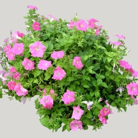 ͼʦģֲģȫ20222125