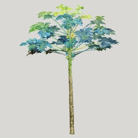 ͼʦģֲģȫ20222519