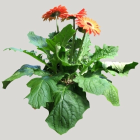 ͼʦģֲģȫ20221460