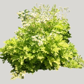 ͼʦģֲģȫ20221183