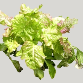 ͼʦģֲģȫ20221830