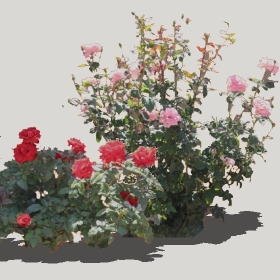 ͼʦģֲģȫ20222396