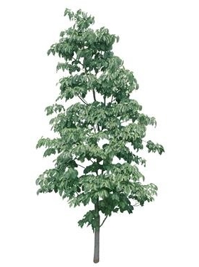 720úMtree19