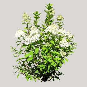 ͼʦģֲģȫ20222072