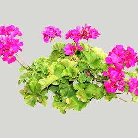 ͼʦģֲģȫ20221406