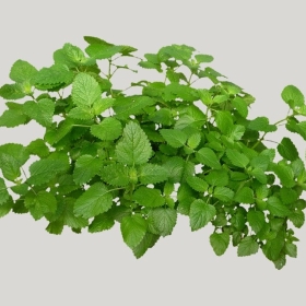 ͼʦģֲģȫ20221820