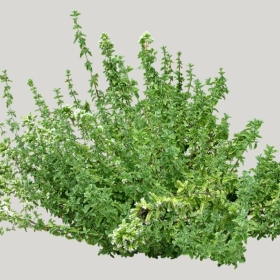 ͼʦģֲģȫ20221709