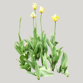 ͼʦģֲģȫ20221522