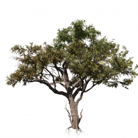 SpeedTree 8 ACACIA: SAVANNA-1-2-3 ϻ