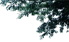 PSزĹҽPSDʽBough03