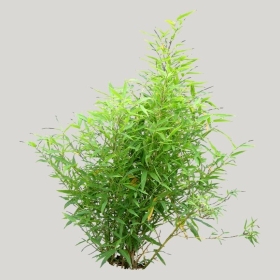 ͼʦģֲģȫ20221526