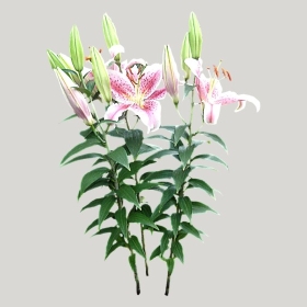 ͼʦģֲģȫ20222031