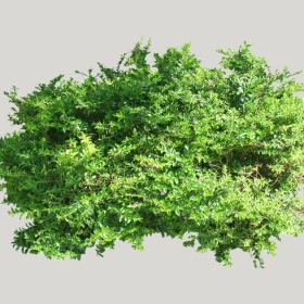 ͼʦģֲģȫ20221919