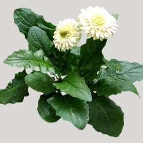 ͼʦģֲģȫ20221483