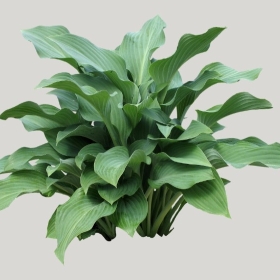 ͼʦģֲģȫ20221628