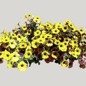 ͼʦģֲģȫ20222148