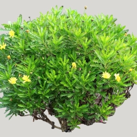 ͼʦģֲģȫ20221882