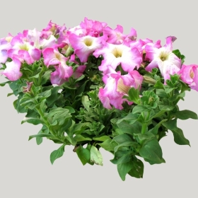 ͼʦģֲģȫ20222128