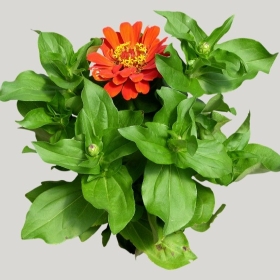 ͼʦģֲģȫ20221093